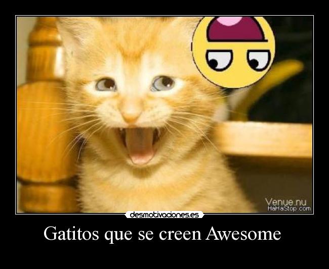 Gatitos que se creen Awesome -