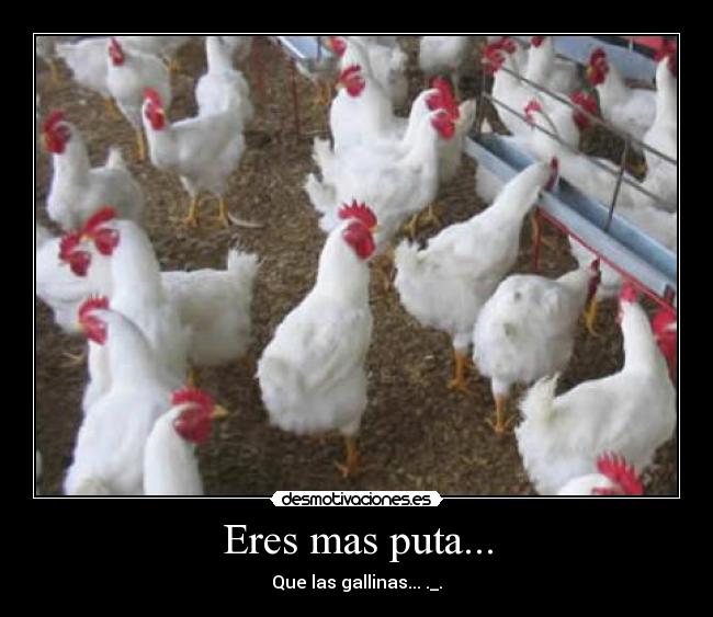 Eres mas puta... - Que las gallinas... ._.