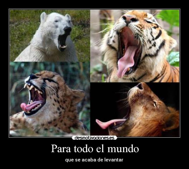 carteles mundo bostezo animales para todo mundo que acaba levantar desmotivaciones