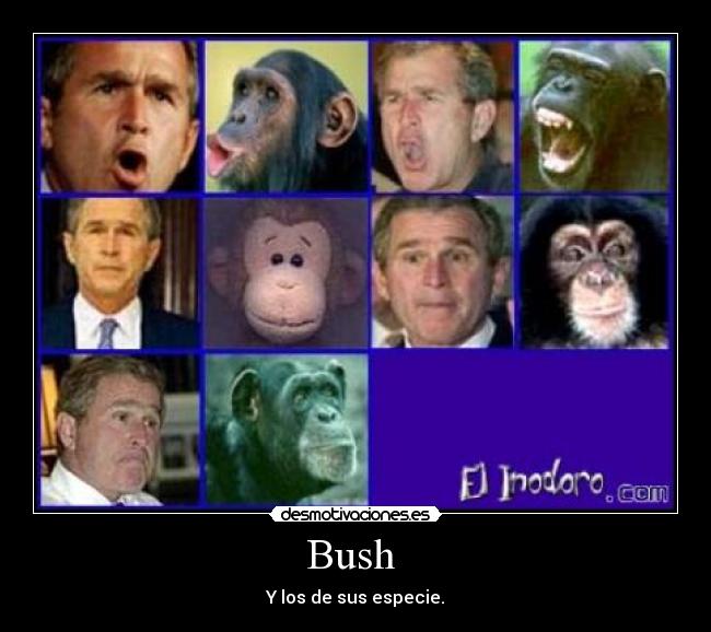 Bush  - 