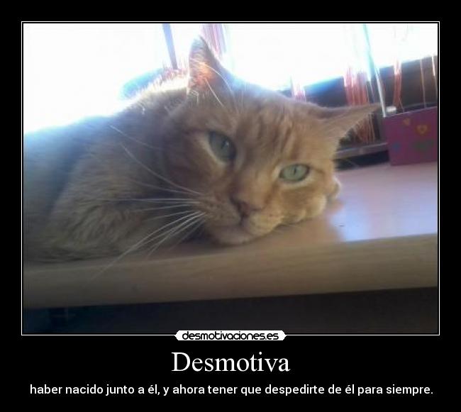 Desmotiva - 