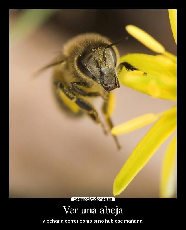 Ver una abeja - y echar a correr como si no hubiese mañana.