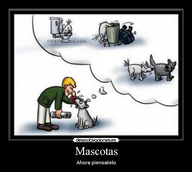 Mascotas - 