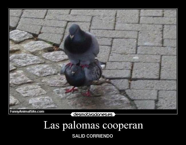 Las palomas cooperan -