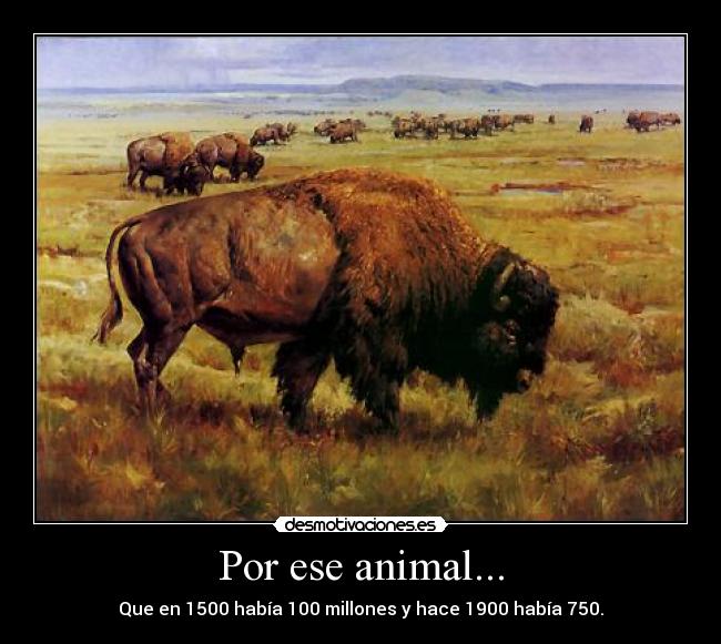 Por ese animal... - 