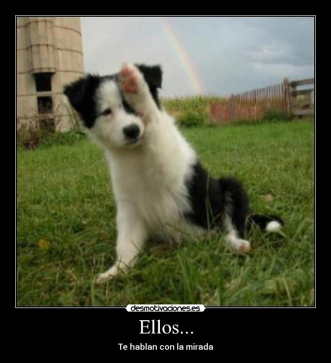 Ellos... - Te hablan con la mirada