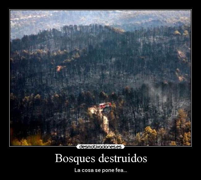 Bosques destruidos - 