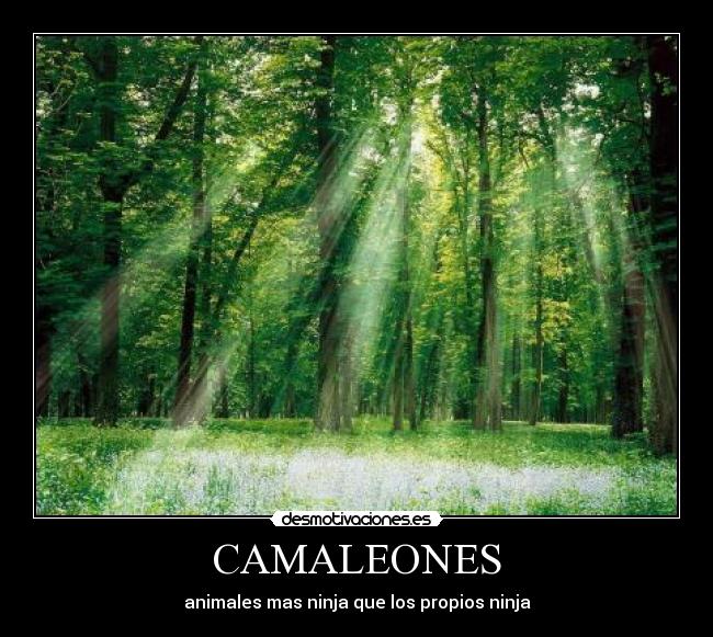 CAMALEONES - animales mas ninja que los propios ninja