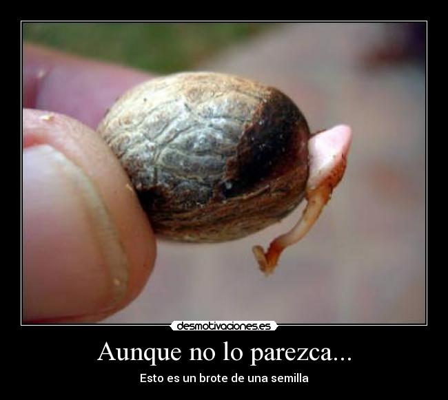 Aunque no lo parezca... - Esto es un brote de una semilla