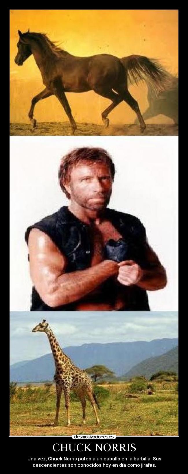 CHUCK NORRIS -