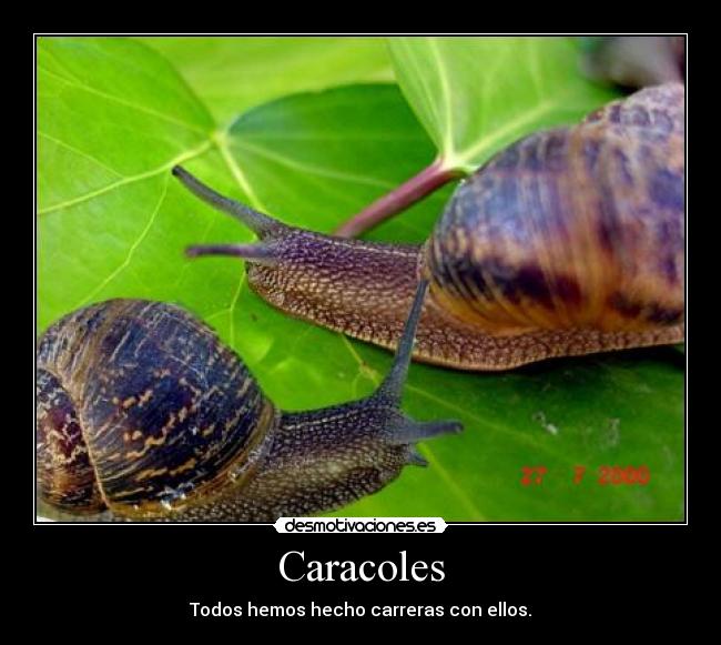 Caracoles - Todos hemos hecho carreras con ellos.