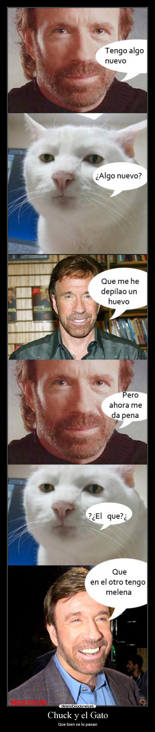 carteles chuck chuck norris gato vineta desmotivaciones srdesmotivaciones walt_k desmotivaciones