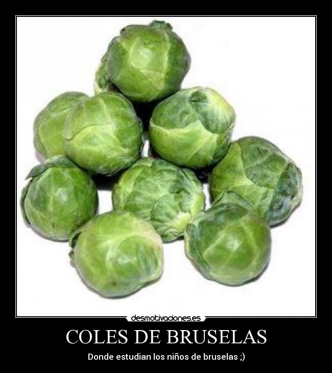 COLES DE BRUSELAS -