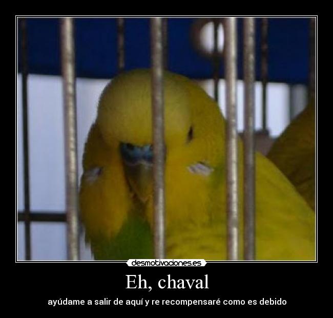 Eh, chaval - ayúdame a salir de aquí y re recompensaré como es debido