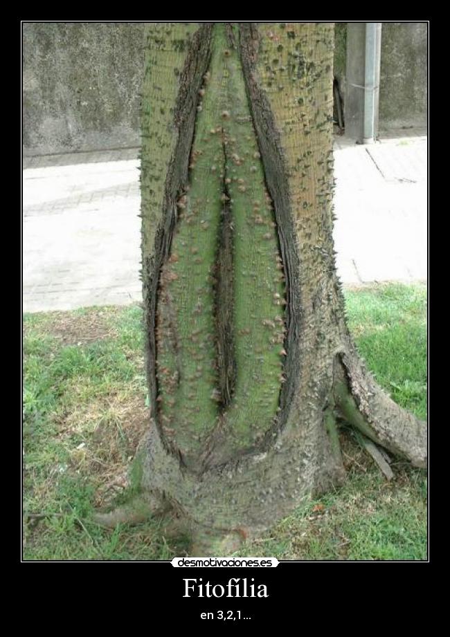 Fitofília - en 3,2,1...