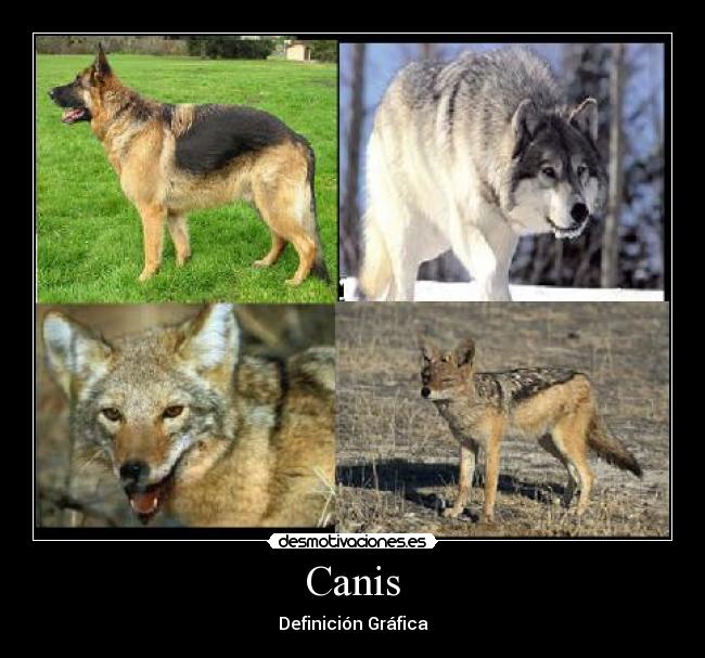Canis -