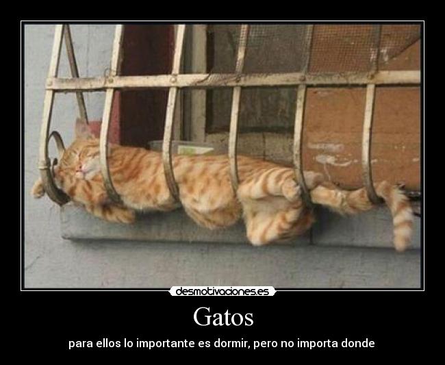 Gatos - 