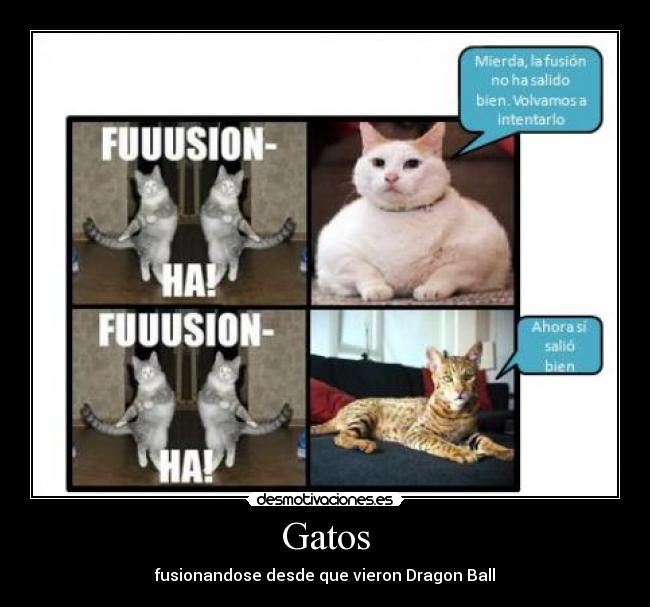Gatos - 