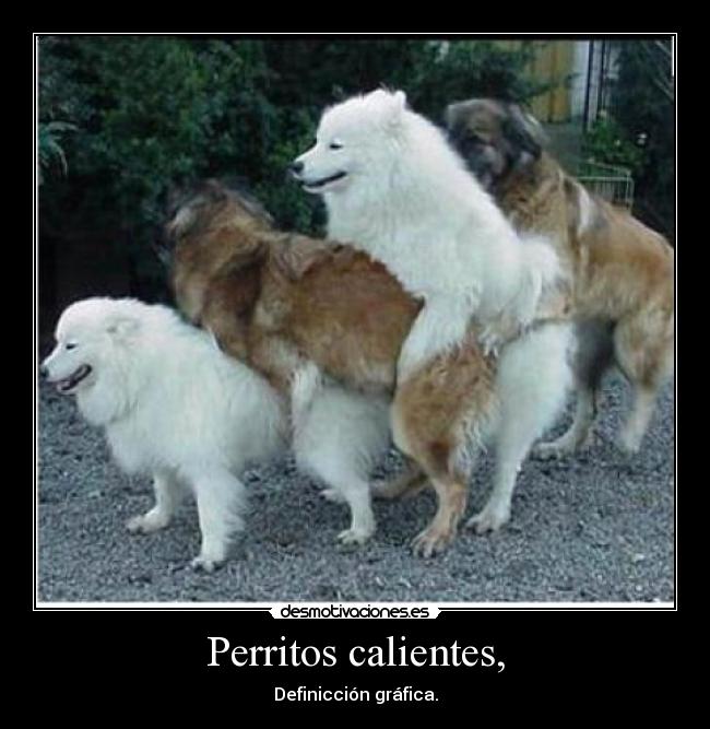 Perritos calientes, - 