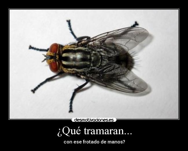 ¿Qué tramaran... - con ese frotado de manos?