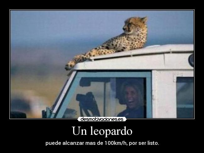 Un leopardo -