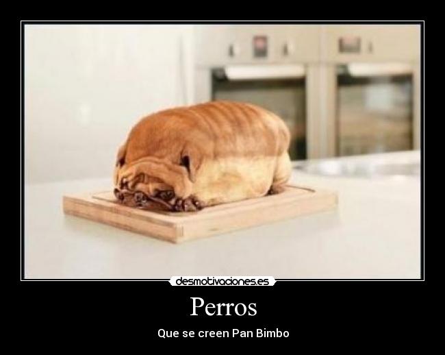 Perros -