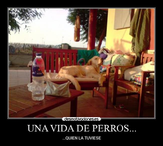 UNA VIDA DE PERROS... - ...QUIEN LA TUVIESE