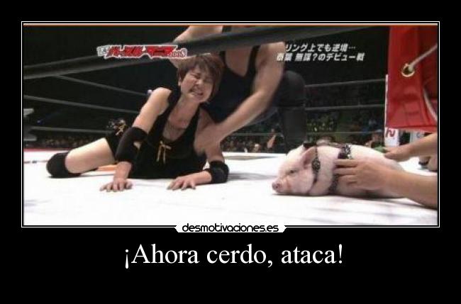 ¡Ahora cerdo, ataca! -