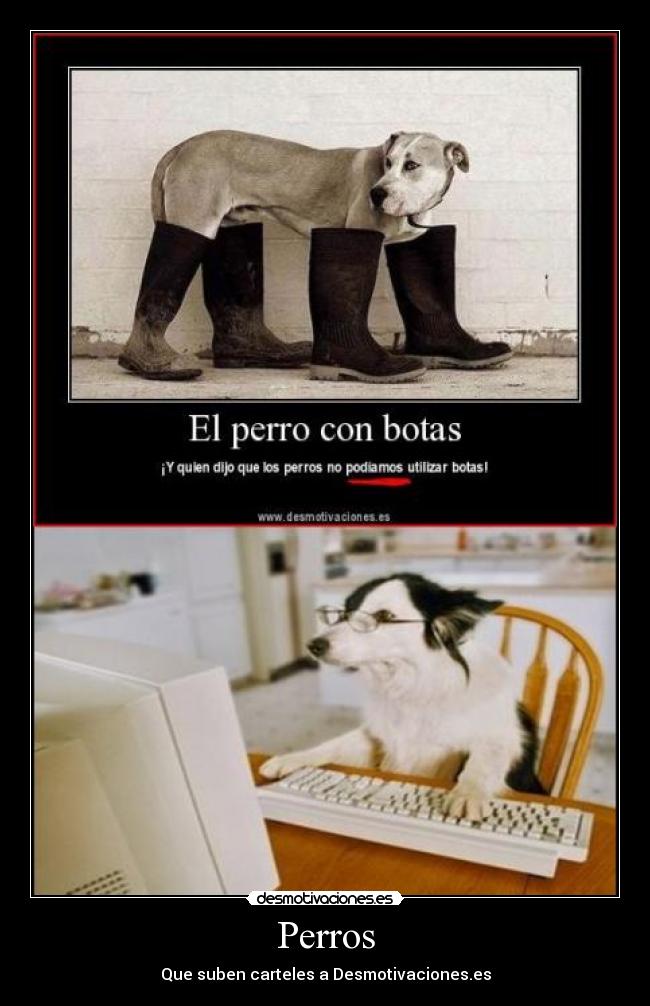 Perros - 