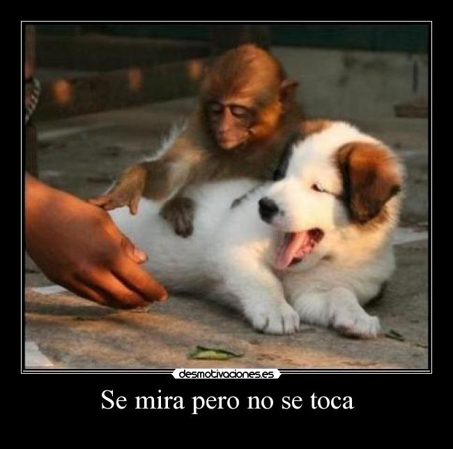 Se mira pero no se toca - 
