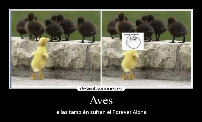 Aves - ellas también sufren el Forever Alone