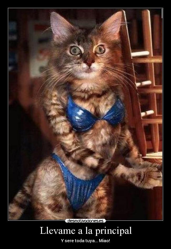 carteles gata desmotivaciones