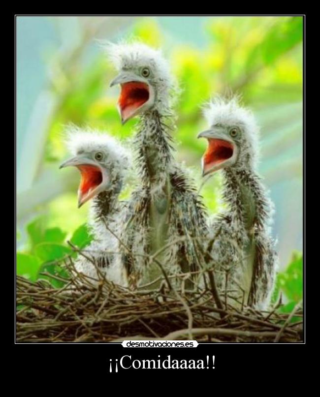 ¡¡Comidaaaa!! -