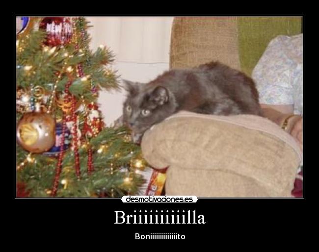Briiiiiiiiiilla -