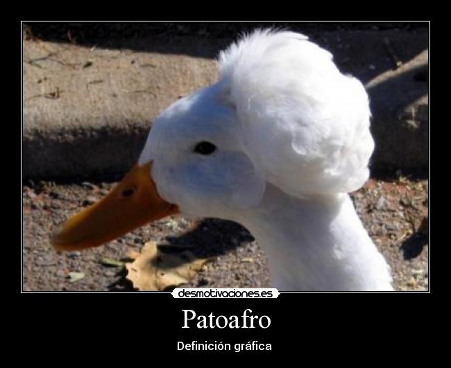 Patoafro -