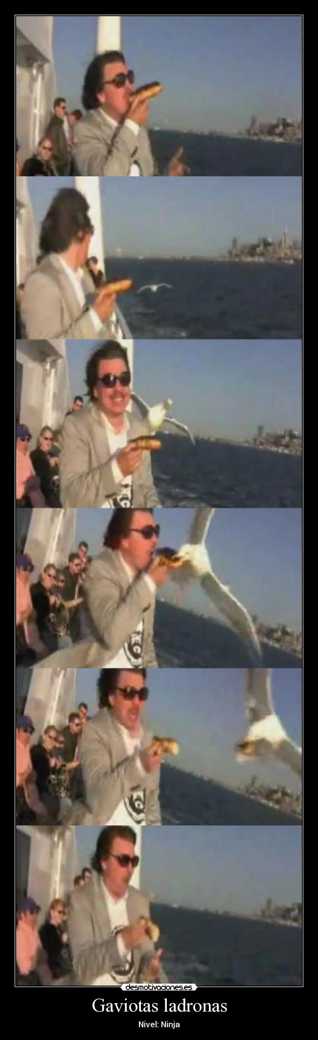 Gaviotas ladronas -