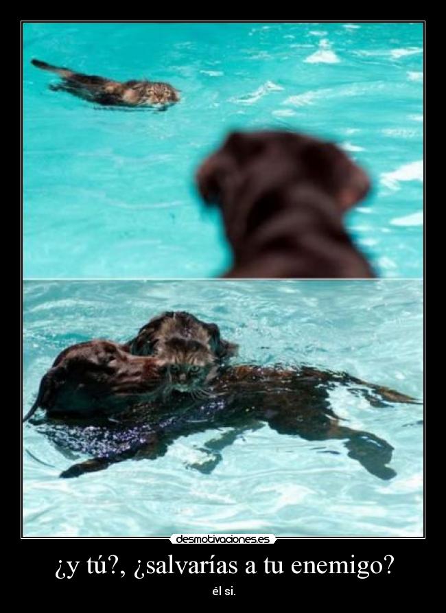 ¿y tú?, ¿salvarías a tu enemigo? - él si.