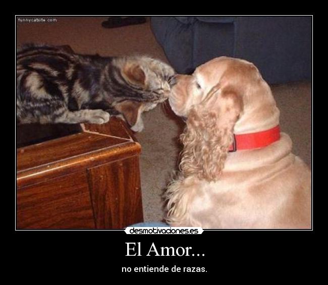El Amor... - no entiende de razas.