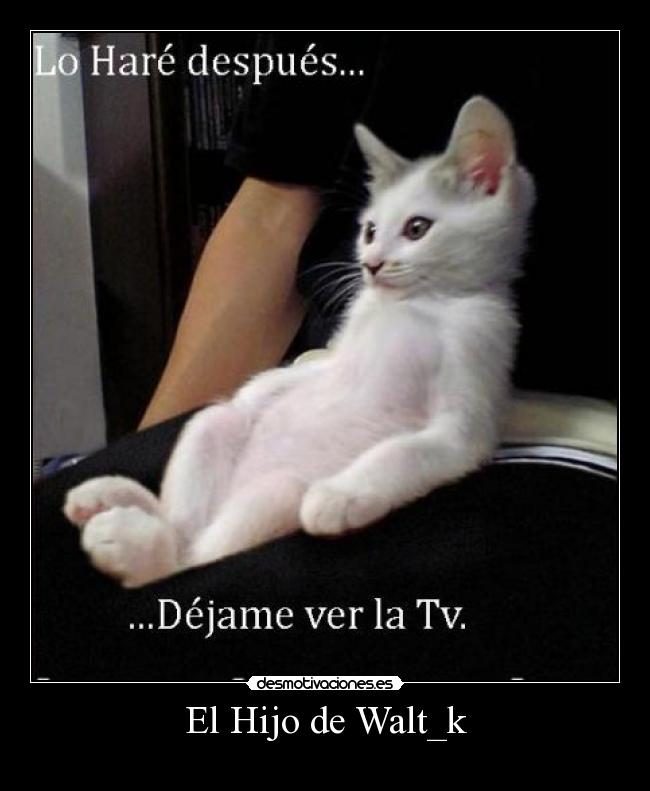 carteles gatos desmotivaciones