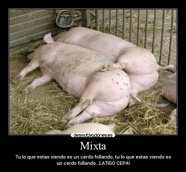 carteles latigo cepa cerdo cerdos follando mixta layerba13 monzonmora28 desmotivaciones