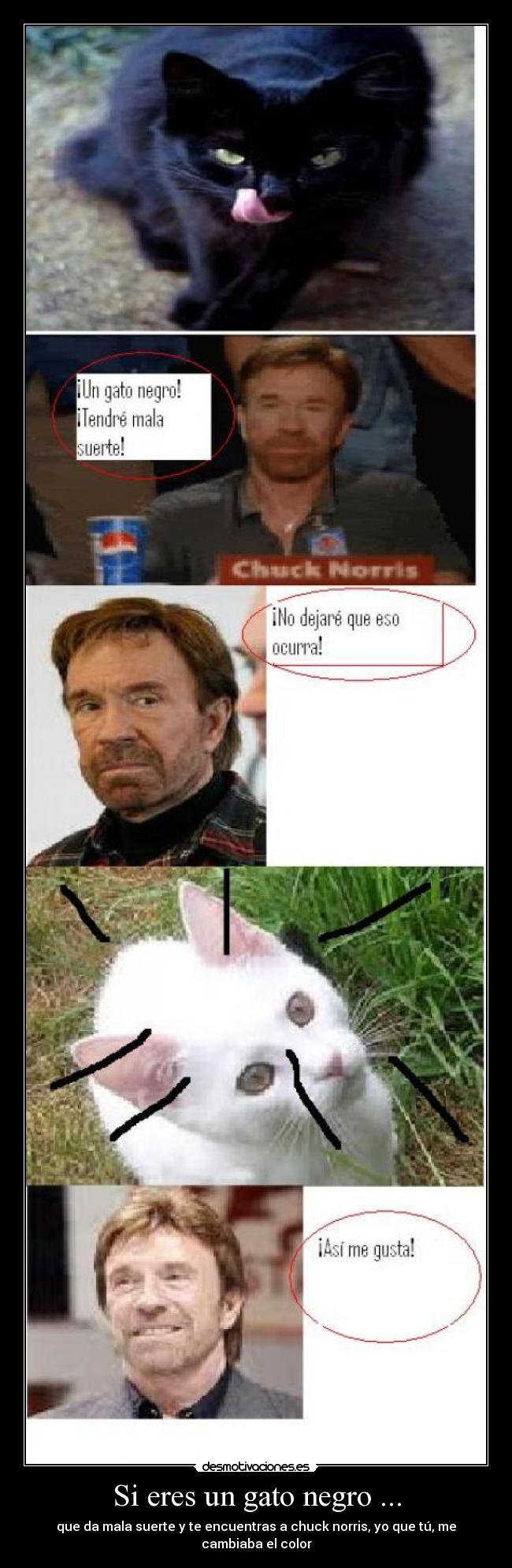 Si eres un gato negro ... -