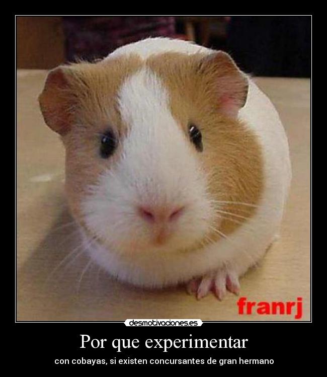 Por que experimentar - con cobayas, si existen concursantes de gran hermano