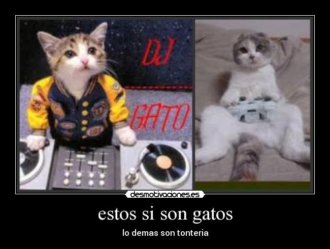 estos si son gatos - 