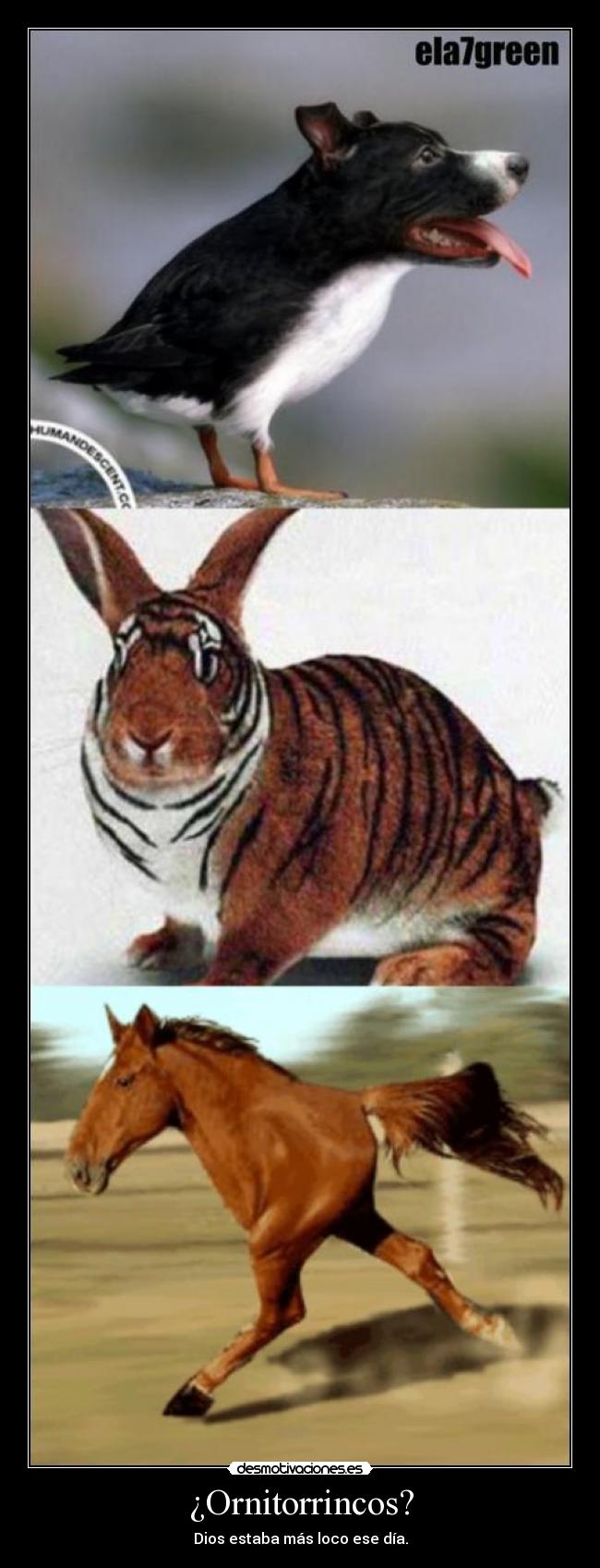 ¿Ornitorrincos? -