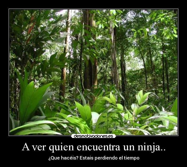 A ver quien encuentra un ninja.. - ¿Que hacéis? Estais perdiendo el tiempo