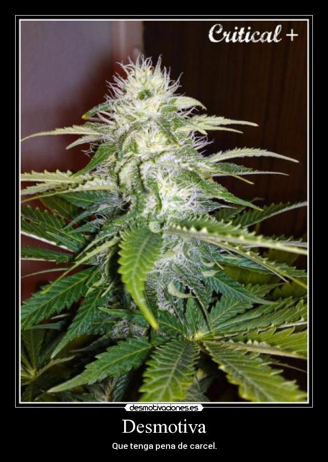 Desmotiva - Que tenga pena de carcel.