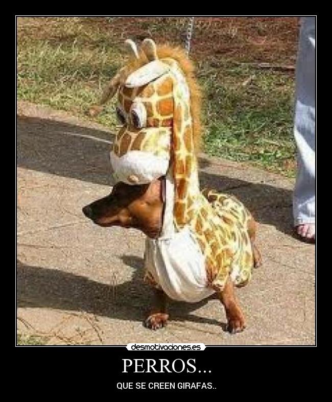 PERROS... -