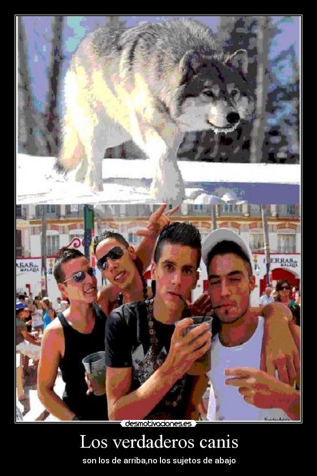 Los verdaderos canis - son los de arriba,no los sujetos de abajo