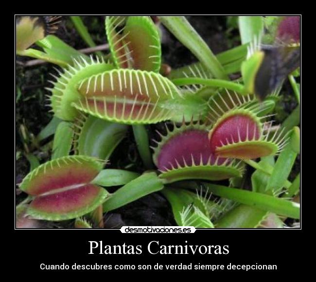Plantas Carnivoras -