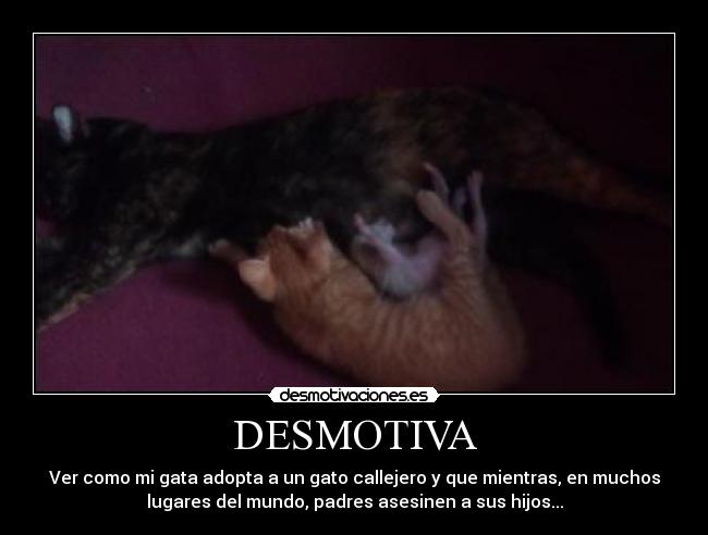 DESMOTIVA - Ver como mi gata adopta a un gato callejero y que mientras, en muchos
lugares del mundo, padres asesinen a sus hijos...